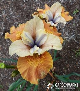 Iris Sibirische Orange Grooves 1 St.