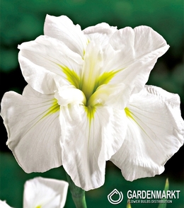 Japanische Iris White Lady 1 St.