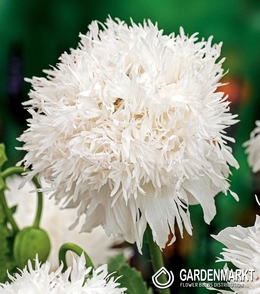 Türkischer Mohn Papaver Orientale Miss Piggy 1 St.