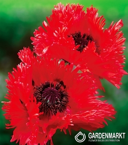 Türkischer Mohn Papaver Orientale Turkenlouis 1 St.