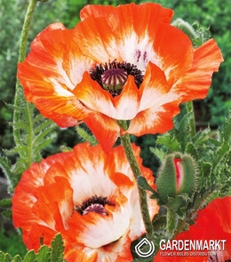 Türkischer Mohn Papaver Orientale Picotee 1 St.