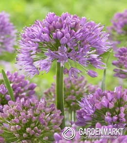 Zierlauch Allium Millenium 1 St.