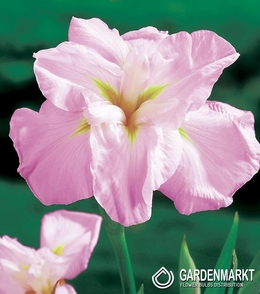 Japanische Iris Monogasumi 1 St.