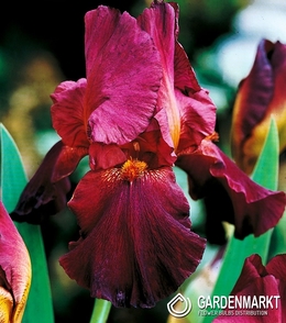 Iris Germanica Schwertlilie Weinrot 1 St.