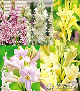 Eingestellt Groβzwiebeln "D" - Tuberosa