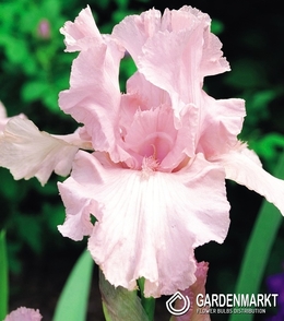 Iris Germanica Schwertlilie Rosa 1 St.