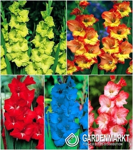 Eingestellt Gladiolus XXL "2" 16/+