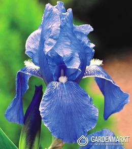 Iris Germanica Schwertlilie Blue 1 St.