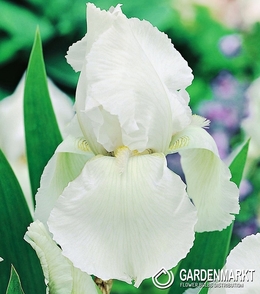 Iris Germanica Schwertlilie Wei? 1 St.