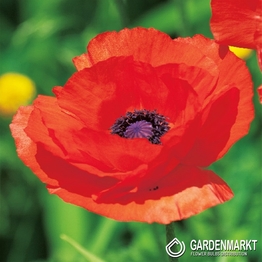 Türkischer Mohn Papaver Orientale