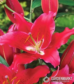Orientalische Lilie Montezuma 1 St.