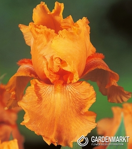 Iris Germanica Schwertlilie Orange 1 St.