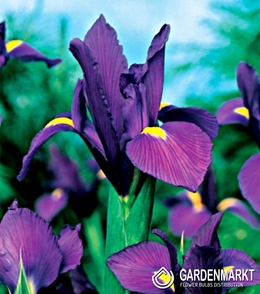 Holländische Iris Purple Sensation 10 St.
