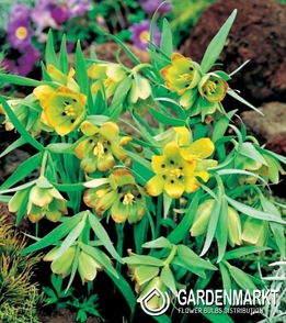 Fritillaria Acmopetala 5 St.