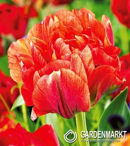 Tulpe Gefüllte Gudoshnik Double 5 St.