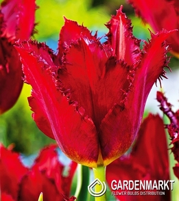 Tulpe Gefranste Calibra 5 St.