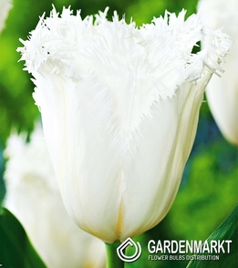 Tulpe Gefranste Cambridge 5 St.