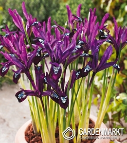 Zwergiris Iris Reticulata Pauline 10 St.