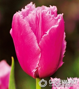 Tulpe Gefranste Pink Survival 5 St.