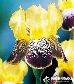 Iris Germanica Schwertlilie Nibelungen 1 St.