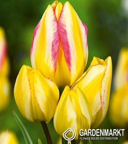 Tulpe Mehrblütige Antoinette 5 St.