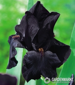 Iris Germanica Schwertlilie Black Night 1 St.