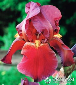 Iris Germanica Schwertlilie Red Zinger 1 St.
