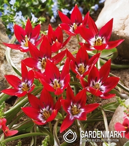 Tulpe Botanische Tiny Timo 5 St.