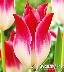Tulpe Lily Whispering Dream 5 St.