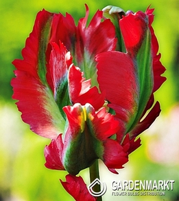 Tulpe Papagei Red Wave 5 st