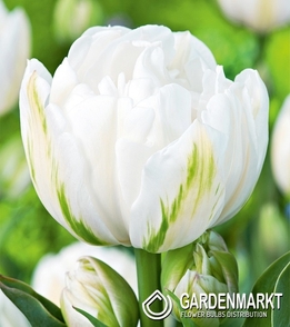 Tulpe Gefüllte Mount Tacoma 5 St.