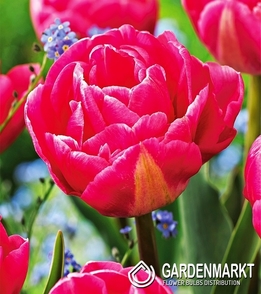 Tulpe Gefüllte Voque 5 St.