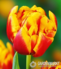 Tulpe Gefüllte Cilesta 5 St.