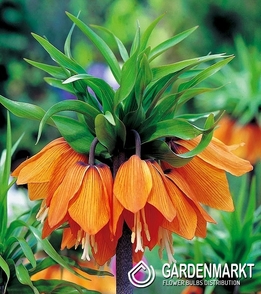 Kaiserkrone Fritillaria Orange XXL 1 St.