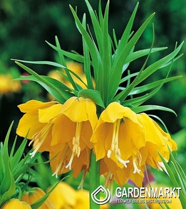 Kaiserkrone Fritillaria Gelb XXL 1 St.