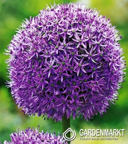 Zierlauch Allium Violett Grosser Kugel XXL 1 St.