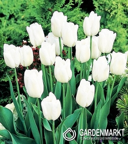 Tulpe Weiss 30 St.