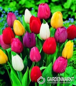 Tulpe Mix 200 St.