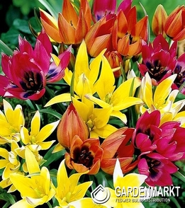 Tulpe Botanische Mix 10 St.