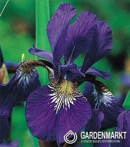 Iris Sibirica Caesar s Brother 1 St.