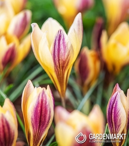 Frühlings Krokus Angustifolius 10 St.