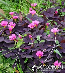 Zweifarbiger Purpurea Garnet 3 St.