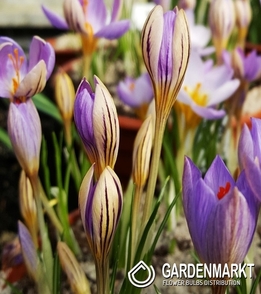 Frühlings Krokus De Jager 3 St.