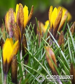 Frühlings Krokus Golden Nugget 5 St.