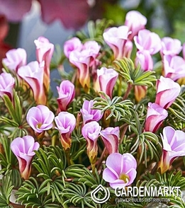 Oxalis Oxalis Autumn Pink 3 St.