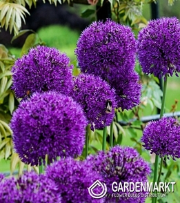 Zierlauch Allium Purple Rain 5 St.