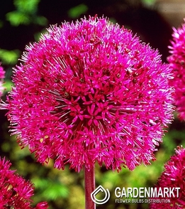 Zierlauch Allium Stipitatum 1 St.