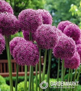 Zierlauch Allium Goliath 1 St.