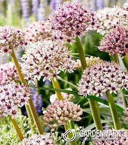 Zierlauch Allium Silver Spring 1 St.