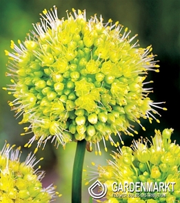 Zierlauch Allium  Obliquum Yellow 1 St.